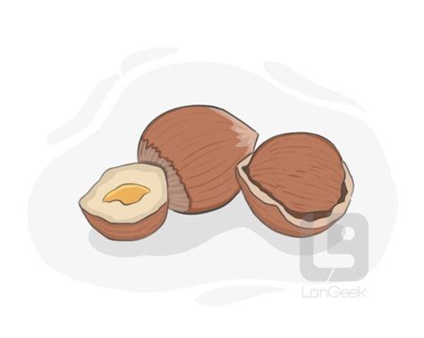 definition meaning  filbert langeek