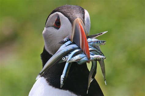 How a hobby photographer captured stunning images of the vulnerable