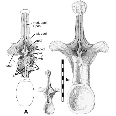 Body size comparison of mega-and super-sauropods. See text for lengths.... | Download Scientific ...