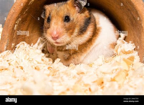 cute  hamster stock photo alamy