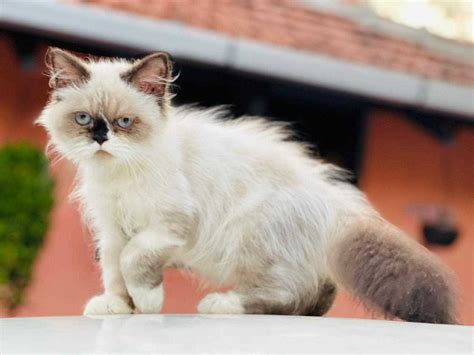 Find Purebred Himalayan Cats and Kittens for sale | Mr n Mrs Pet