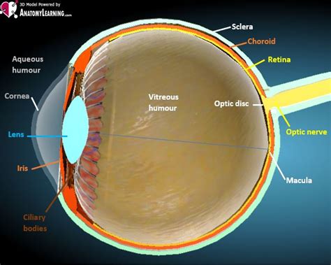eye normal ultrasoundpaedia