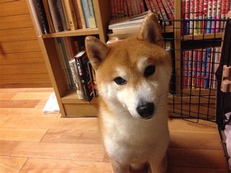 Are Shibas Good First Dogs