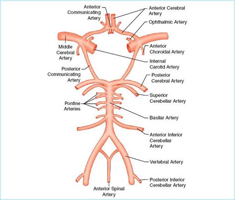 Carotid Endarterectomy Anatomy - Anatomical Charts & Posters