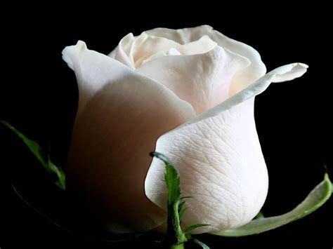 White Rose Desktop Wallpapers - Wallpaper Cave