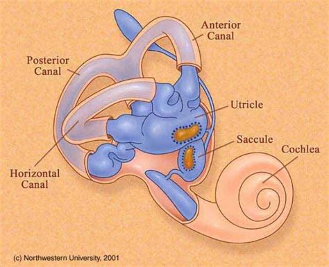 ear biologyisc