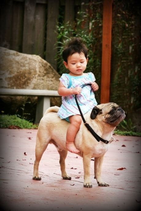 maneras en  tu perro te hace la vida  mejor