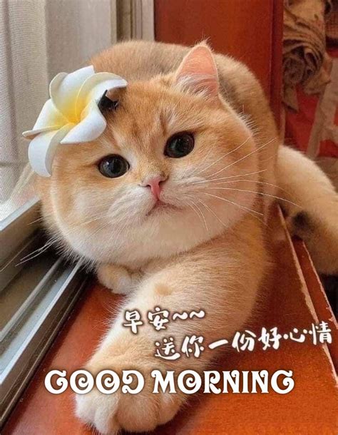 pin  amelia ling  inspiring word good morning cat morning cat