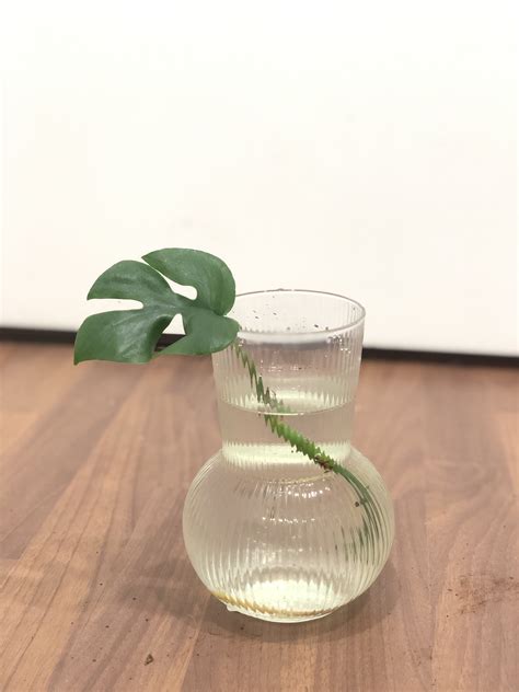 Monstera Deliciosa Cuttings | PlantShop.me