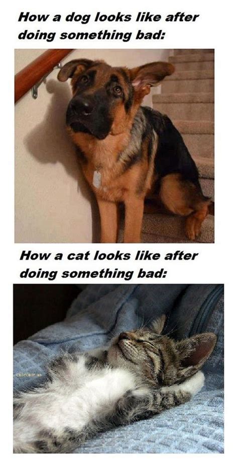 Big reason why dogs are better than cats, dogs actually show they learn. Cats are just little ...