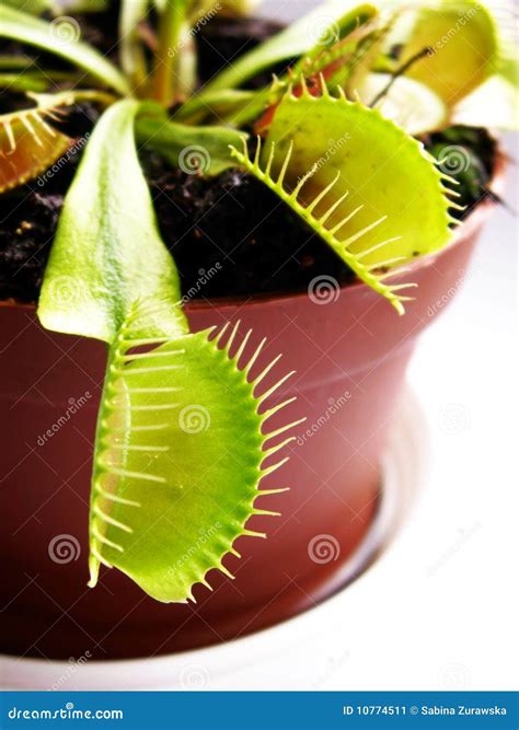 Venus Flytrap - Carnivorous Plant Stock Photo | CartoonDealer.com #10391970