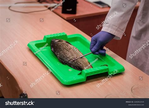 97 Fish Heart Structure Stock Photos, Images & Photography | Shutterstock