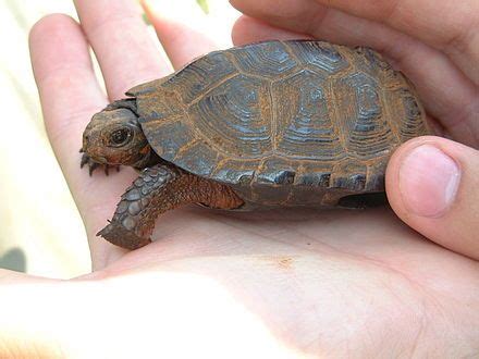 This bog turtle displays the keeled carapace, large bridge, and small ...