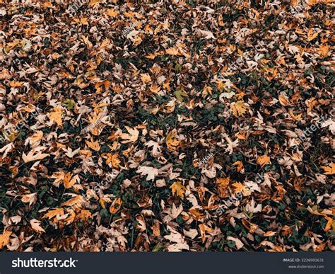 Fall Leaves Late October Seasons Change Stock Photo 2226991631 | Shutterstock