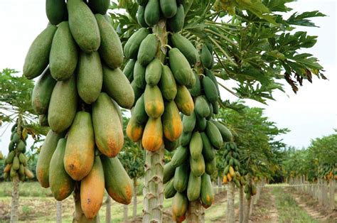 Pé De Mamão Papaia - Mamão (Carica papaya)