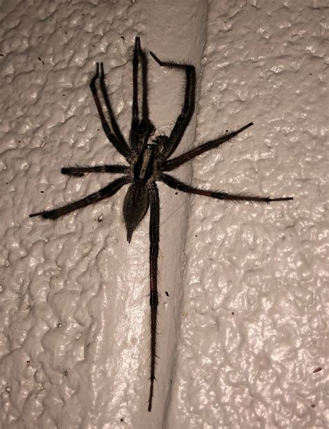 Grass Spider Identification