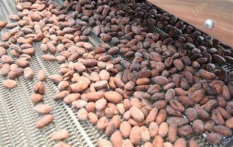 Continuous Cocoa Beans Drying Machine|Cacao Roaster LG-HLG8