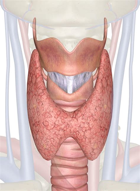 Thyroid Gland Anatomy