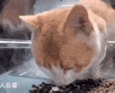 Mr Fresh Cat GIF - Mr fresh Cat - Discover & Share GIFs