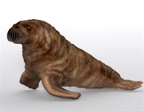 Baby Walrus - Poser and Daz Studio Free Resources Wiki