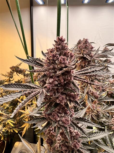 Tropicana Cherry - grown by me : r/uktrees