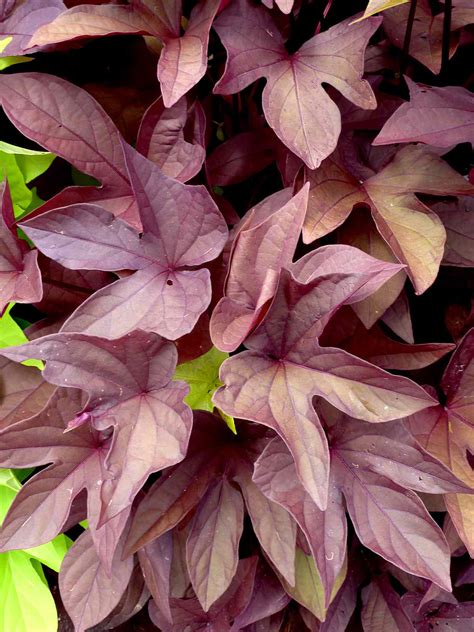 Can You Eat Ornamental Sweet Potato Vines? Here's What to Know