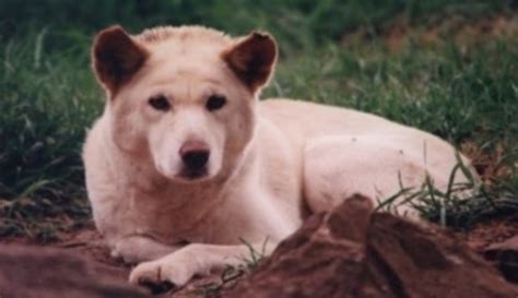 Dingo: Zajímavosti a Životní Styl Australského Šelmy - Chovatelka.cz