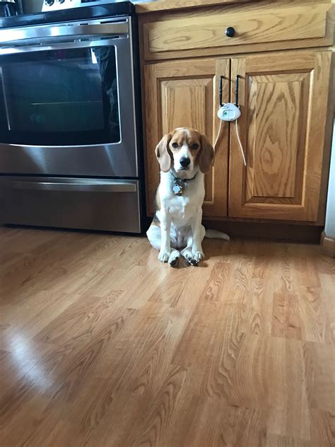 The many sitting positions of the Beagle... : r/beagle