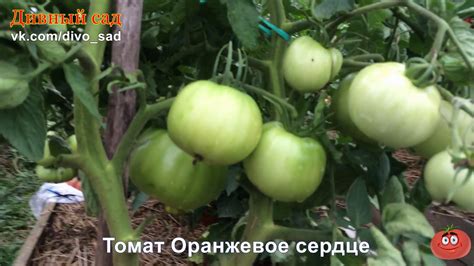 Томат Оранжевое Сердце - YouTube