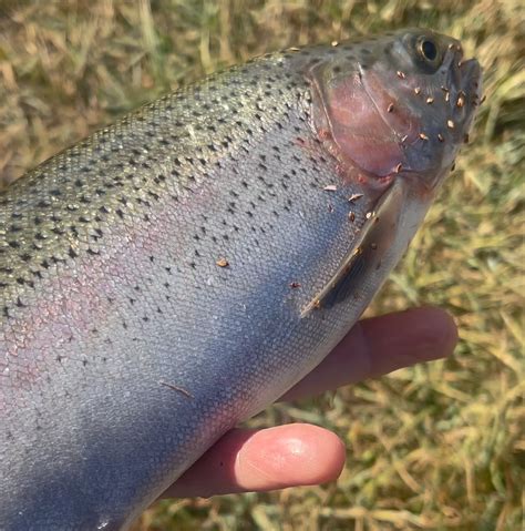 Fish Gone : r/Fishing