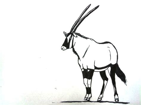 Gemsbok by Horsegirl558 on DeviantArt