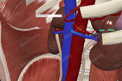 Renal Artery | Complete Anatomy