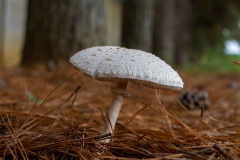 Toxic False Parasol Identification and Lookalikes - Mushroom Appreciation