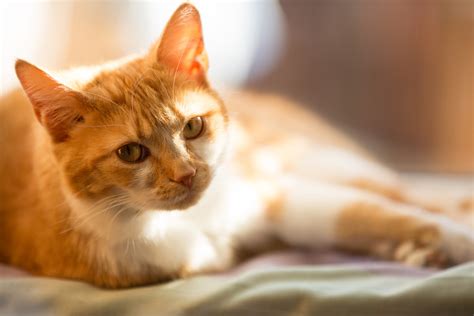 Cat Free Stock Photo - Public Domain Pictures