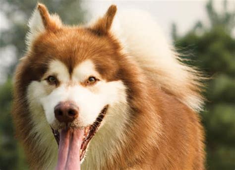 Red Alaskan Malamute