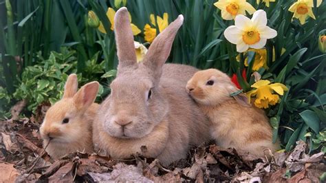 Spring Bunny Wallpaper (61+ images)