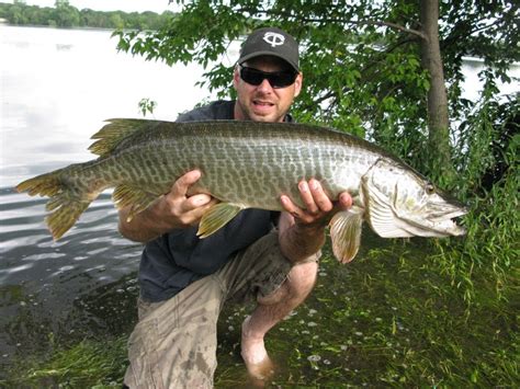 Hybrid Muskie | www.roughfish.com