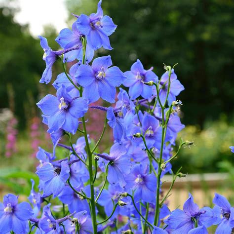 Delphinium x belladonna Piccolo - Rittersporn