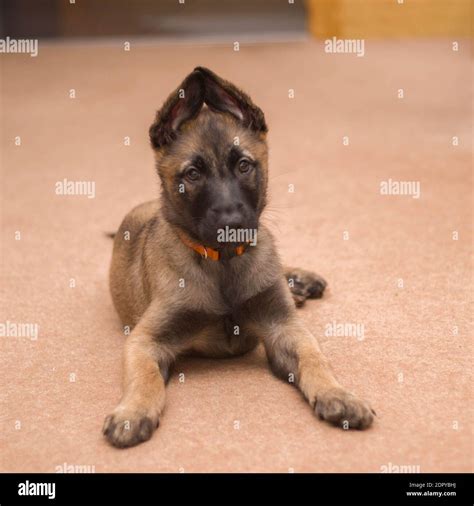 Instant Where beauty meets breeding excellence in every belgian shepherd puppy Don't Miss!