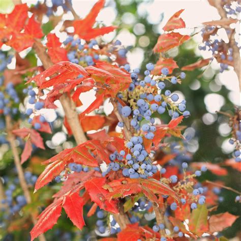 Best Shrubs for Fall Leaf Color