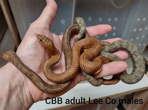 Hidden Beauty - The Mangrove Saltmarsh Snake - The Herpetoculture Network