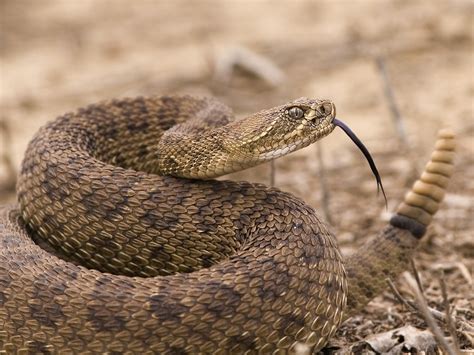 Diamondback Rattlesnake Tail