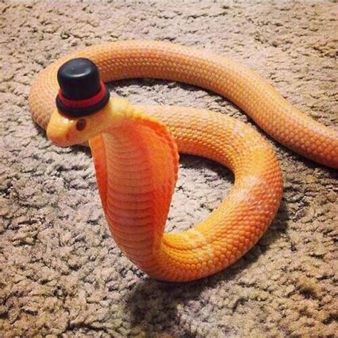 Snake-With-Hat-Funny-Image - Ottumwa Radio