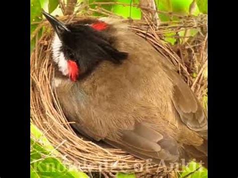 Bulbul | Bulbul bird | बुलबुल पक्षी | bulbul pakhi | bulbul pakshi ...