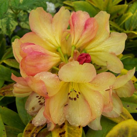 Large Rhododendron Yellow – Plant All Season