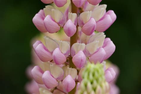 Lupine Lupinus Flower - Free photo on Pixabay - Pixabay