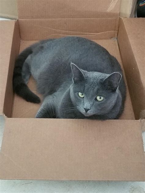 An older picture of the classic cat trap : r/TheCatTrapIsWorking