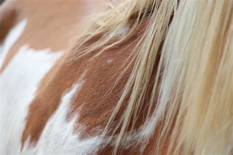 Horse Coat Animal - Free photo on Pixabay - Pixabay