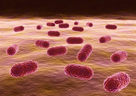 risk factors   day mortality  acinetobacter baumannii complex