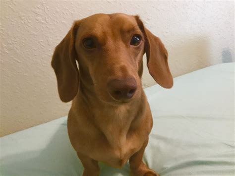 Jet – Tennessee Dachshund Rescue